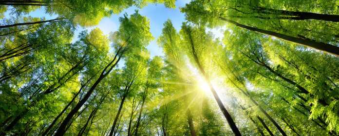 Environment