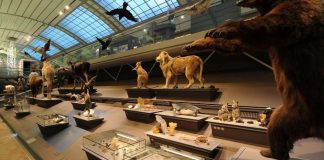 Museology