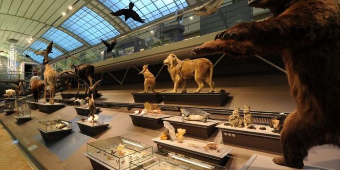 Museology