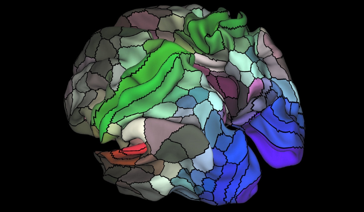Brain regions