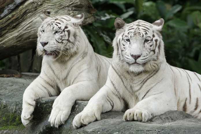 zoos