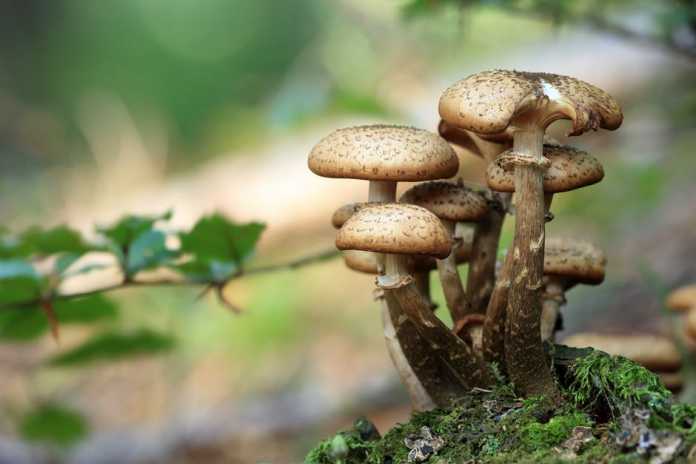 Mushroom effect
