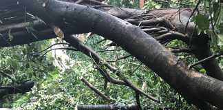tree falling