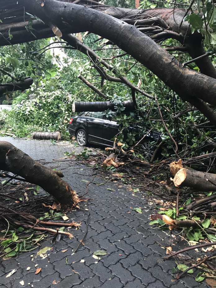 tree falling