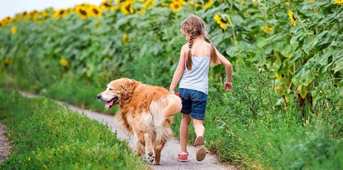 dog breeds