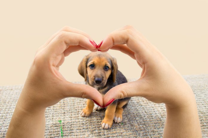 love for pets