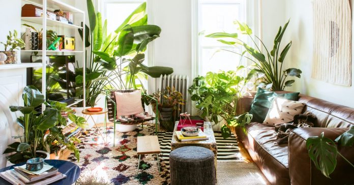plants