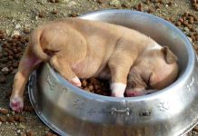 Food Coma