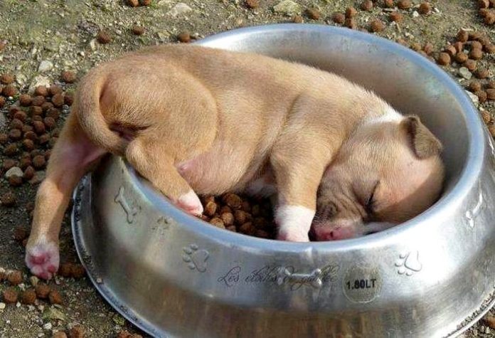Food Coma