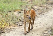 Asiatic Wild Dog