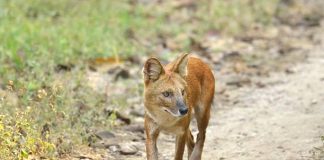 Asiatic Wild Dog