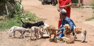 animal welfare