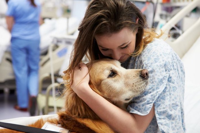 Animal Therapy