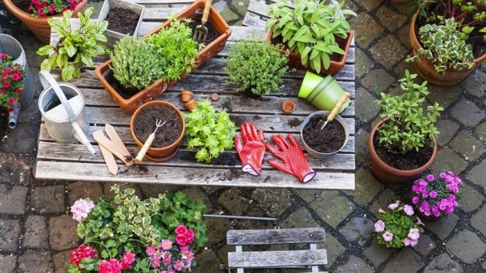 edible plants
