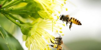 Bees