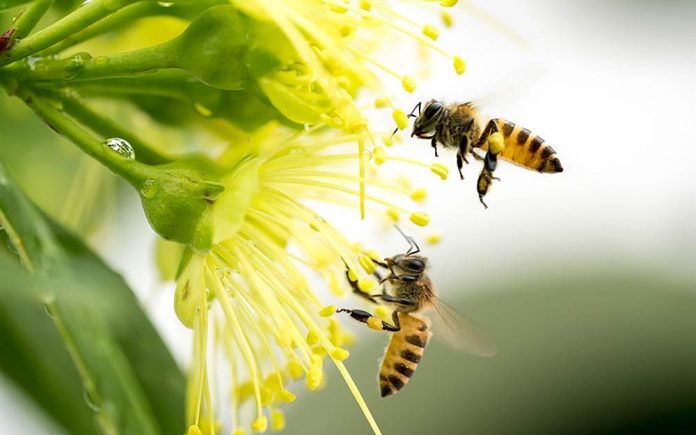 Bees
