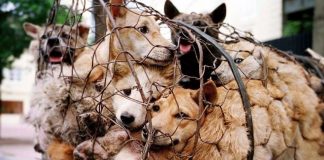 Animal cruelty