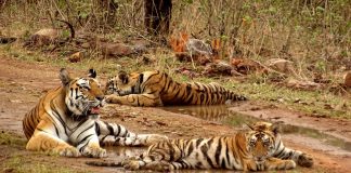 Panna Tiger Reserve, UNESCO