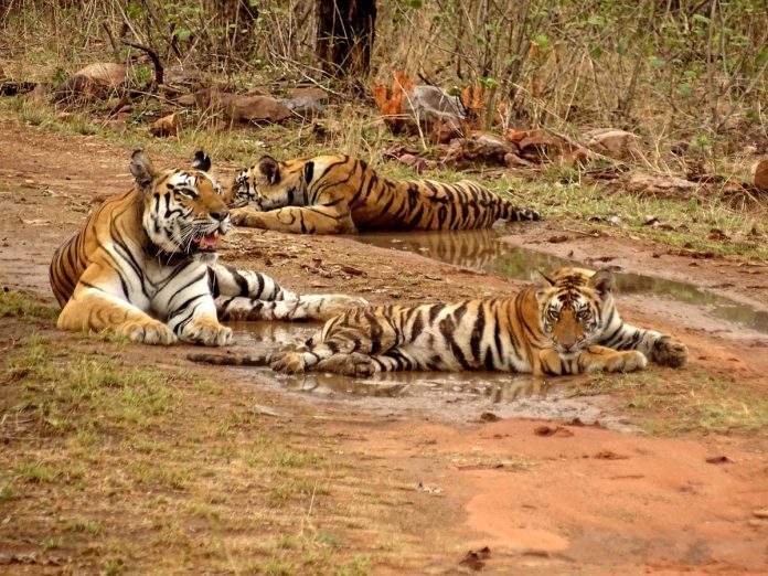Panna Tiger Reserve, UNESCO