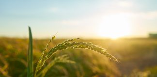 farm laws