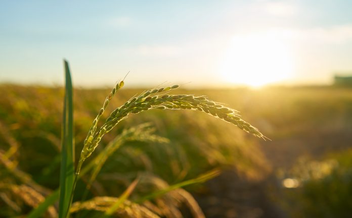 farm laws