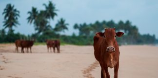 cow science