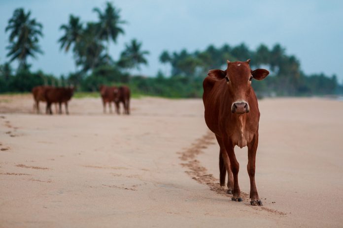 cow science
