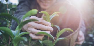 career in environment