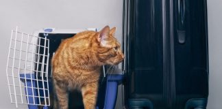 cat travel essential