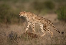cheetahs