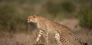 cheetahs