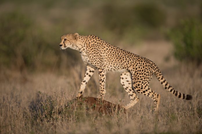 cheetahs