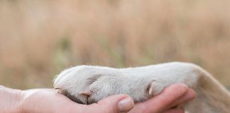 Adopt don't shop