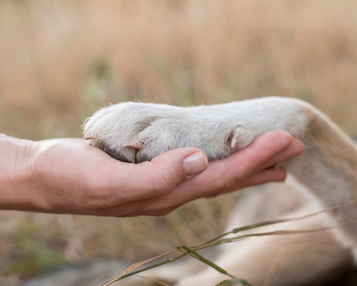 Adopt don't shop