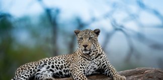 endangered species