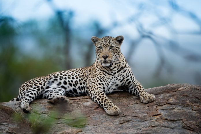 endangered species